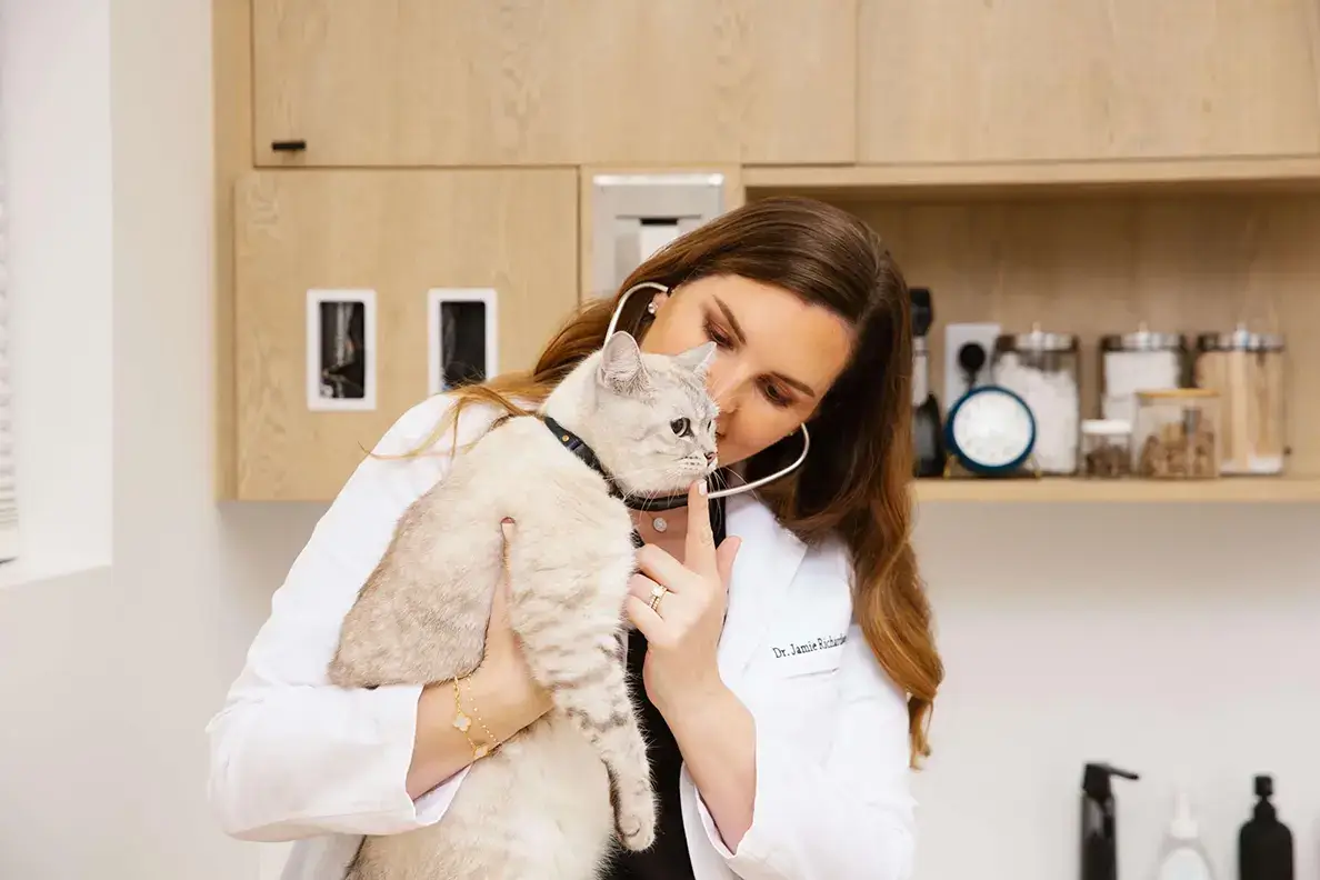 Veterinarian listening to a cat's heart with a stethoscope